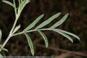 Sandvedel, Astragalus arenarius