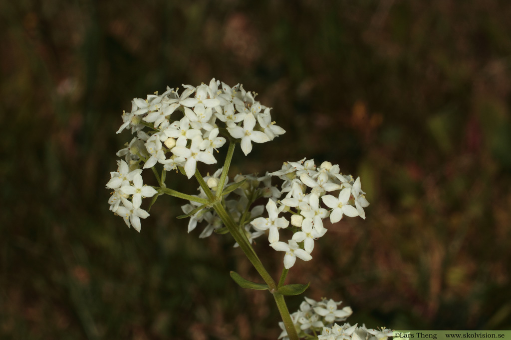 Vanlig gulmåra, Galium verum subsp. verum