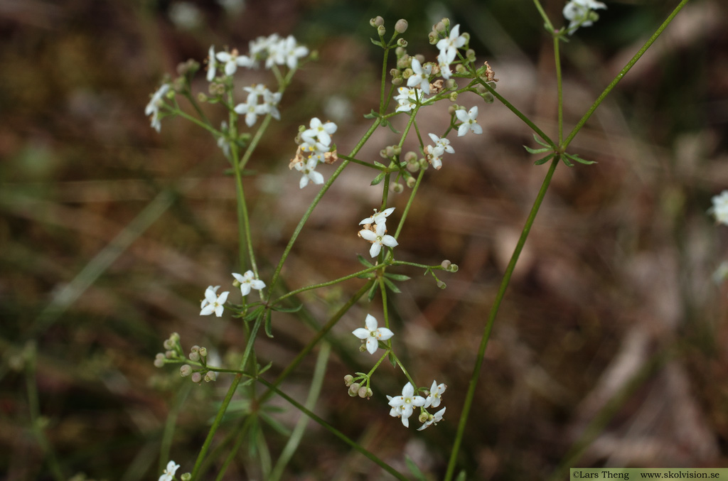Västgötamåra, Galium suecicum varietet vestrogothicum