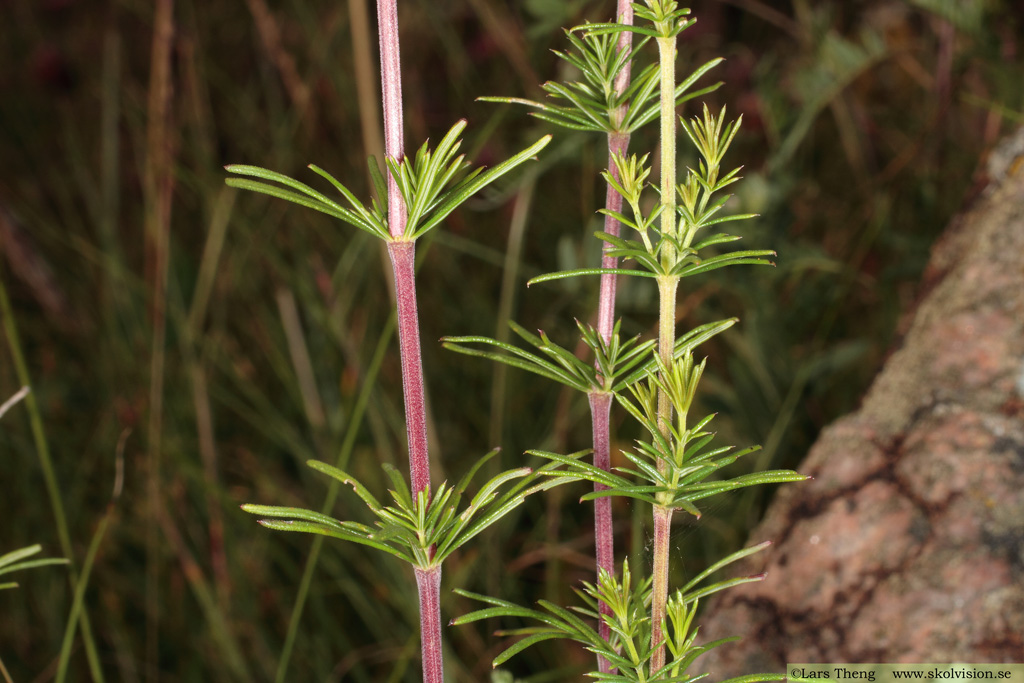 Vanlig gulmåra, Galium verum subsp. verum