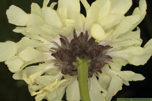 Jättevädd, Cephalaria gigantea
