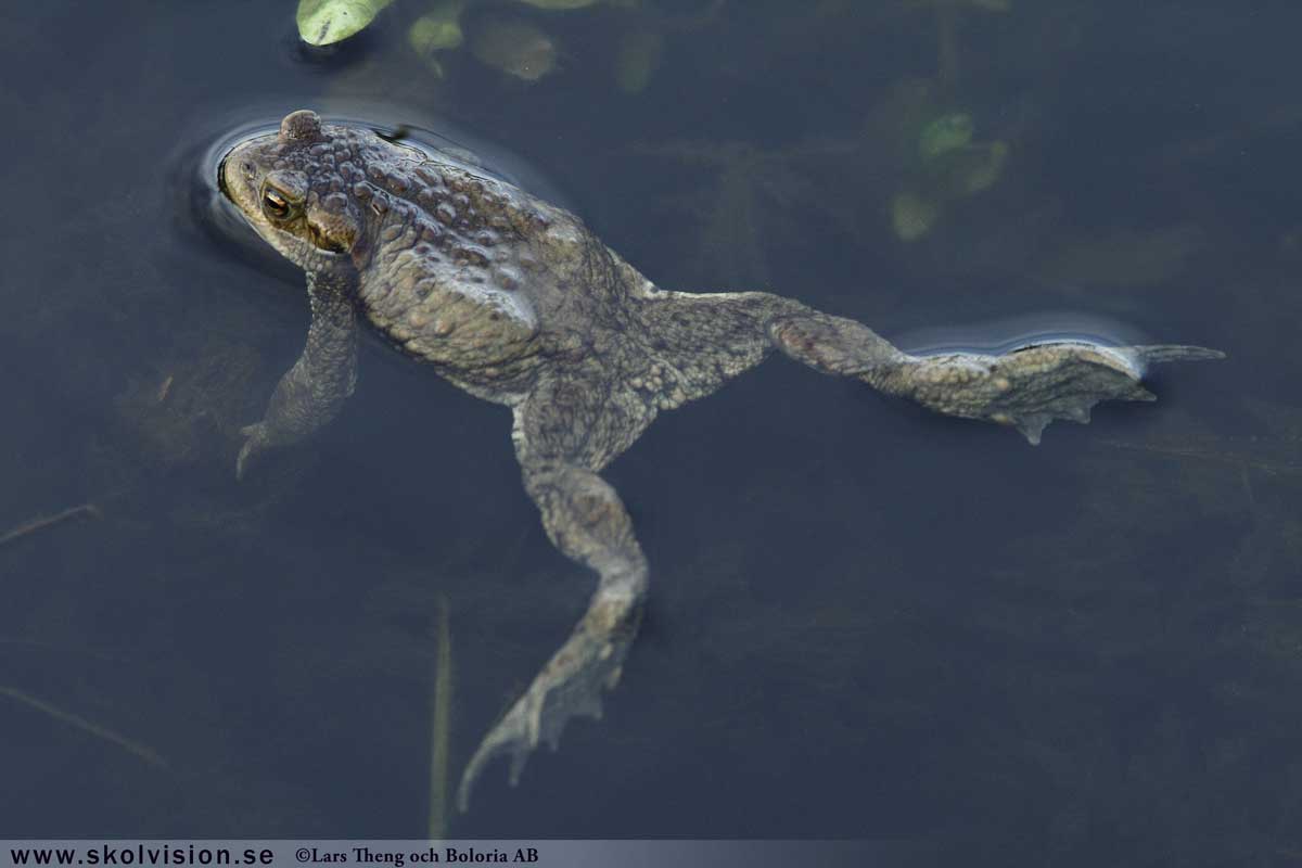 Kopparödla, Anguis fragilis