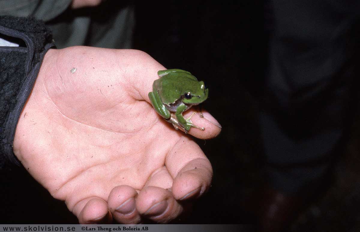 Kopparödla, Anguis fragilis