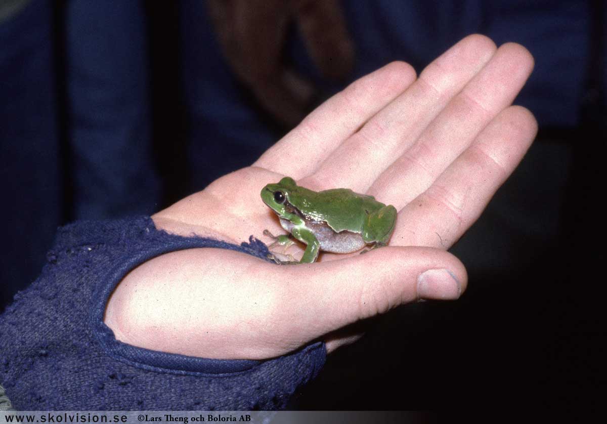 Kopparödla, Anguis fragilis