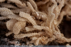 Bryozoa Mossdjur