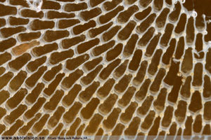 Bryozoa Mossdjur