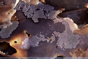 Bryozoa Mossdjur