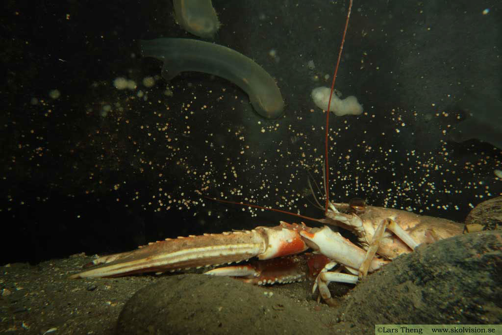 20 Havskräfta Nephrops norvegicus