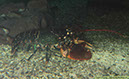 21 Hummer Homarus gammarus