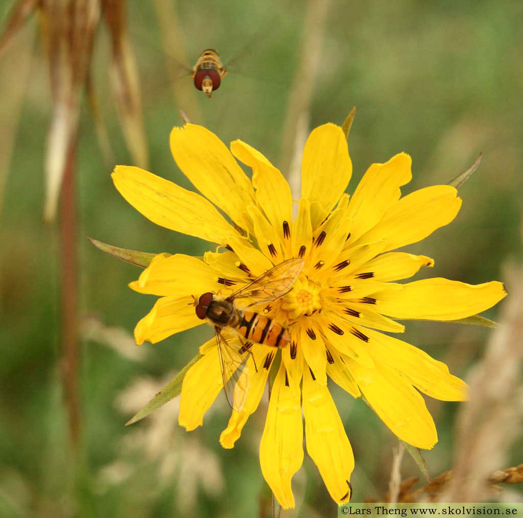 1 Blomflugor