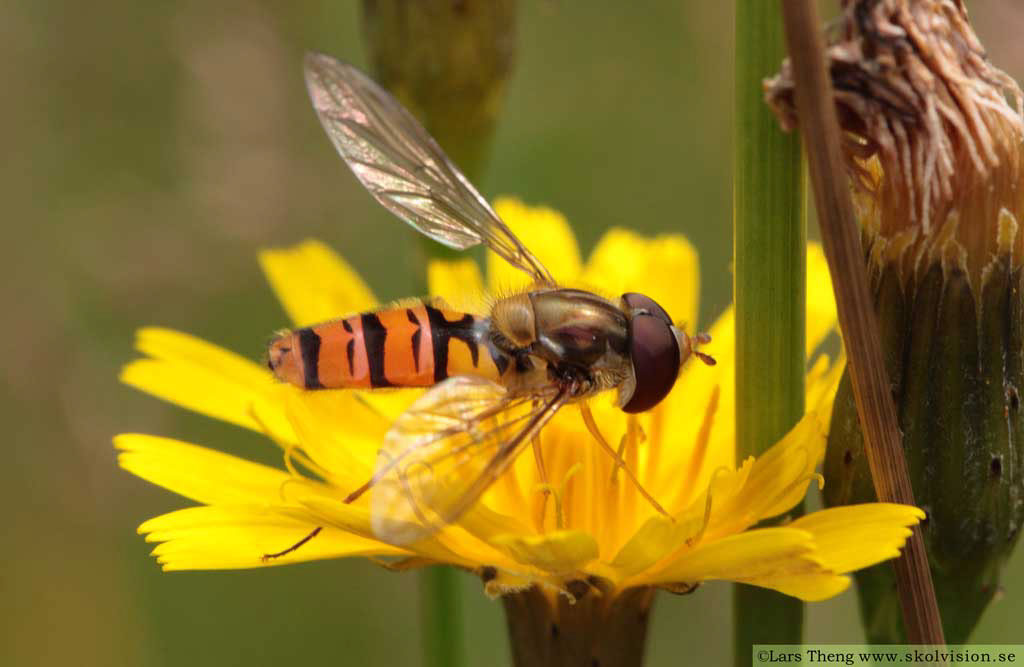 2 Episyrphus balteatus Flyttblomfluga