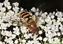 3 Epistrophe nitidicollis Blank brynblomfluga