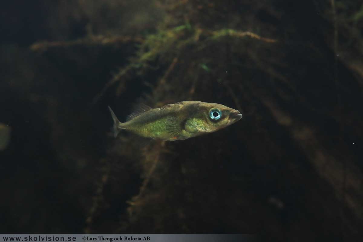 Kopparödla, Anguis fragilis