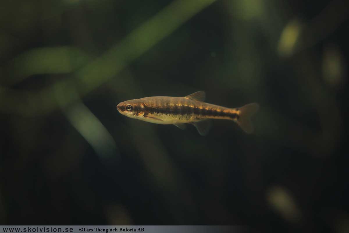 Kopparödla, Anguis fragilis