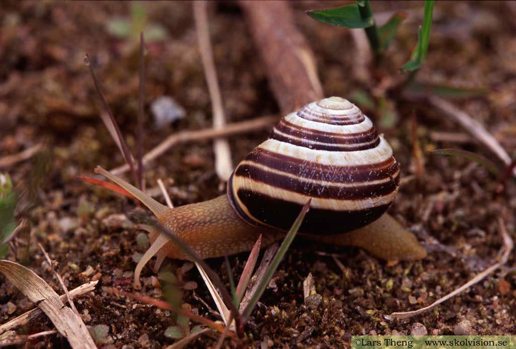 24-Dia-2005-15-Cepaea-nemoralis-Tvedöra-grustag