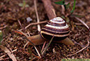 24-Dia-2005-15-Cepaea-nemoralis-Tvedöra-grustag