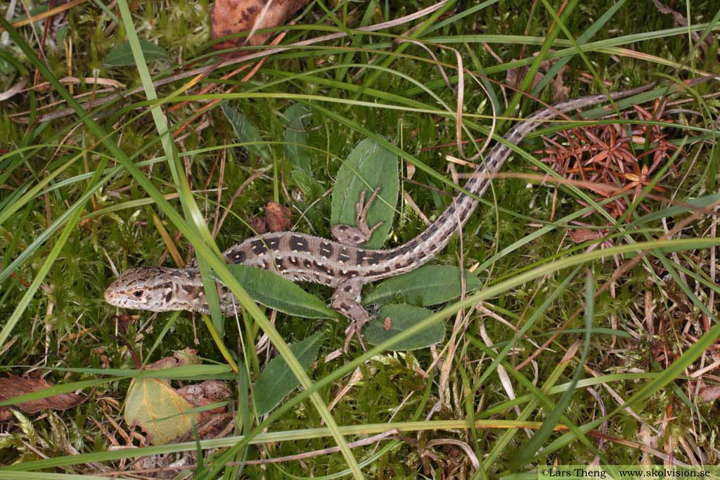 14Sandödla Lacerta agilis