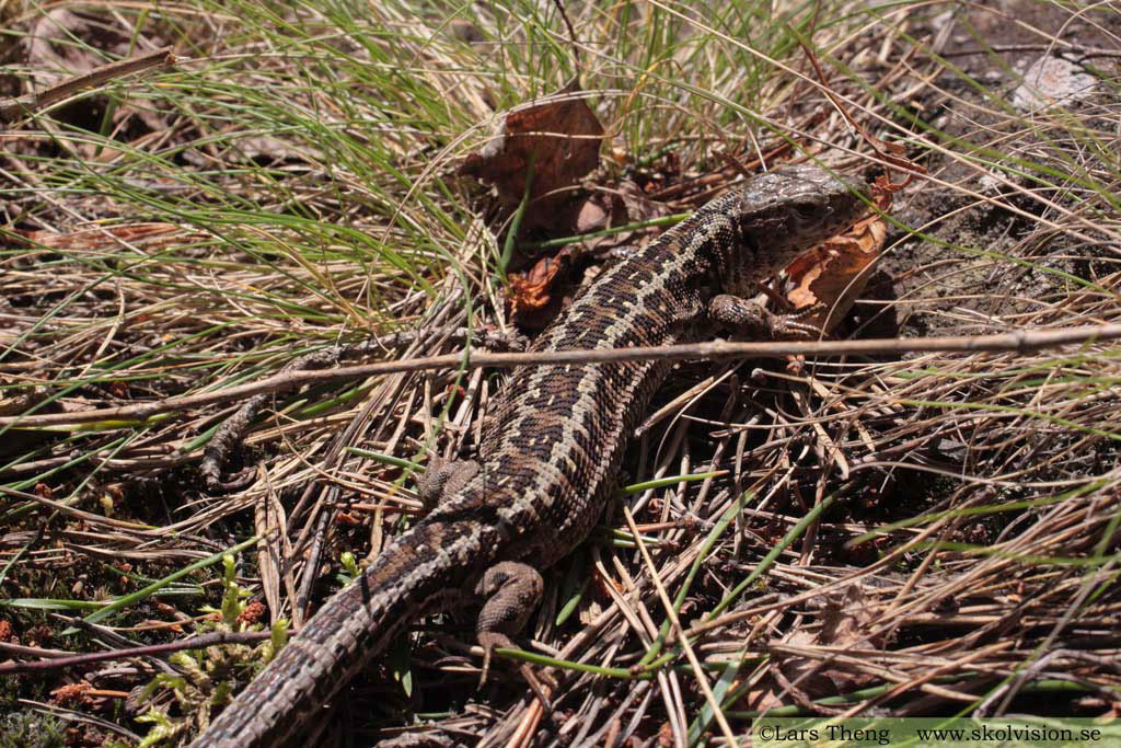 13 Sandödla Lacerta agilis