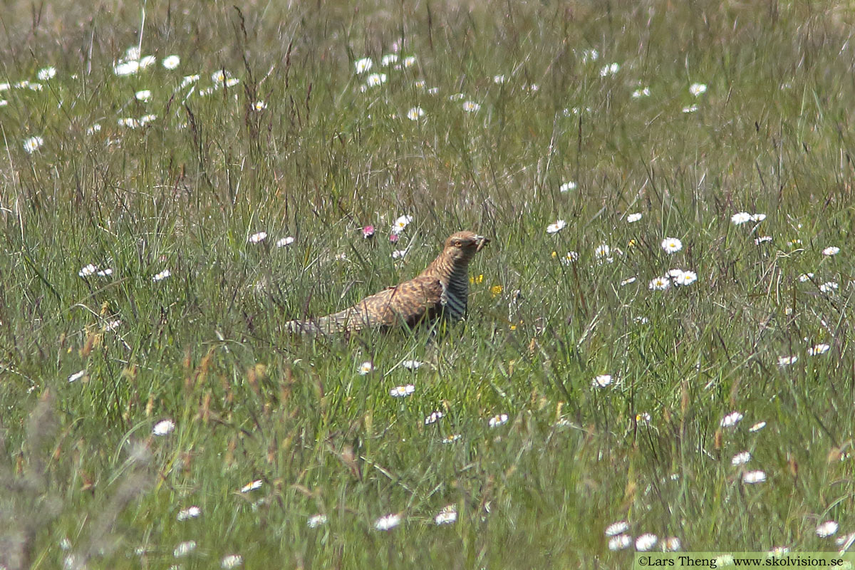 Gök, Cuculus canorus