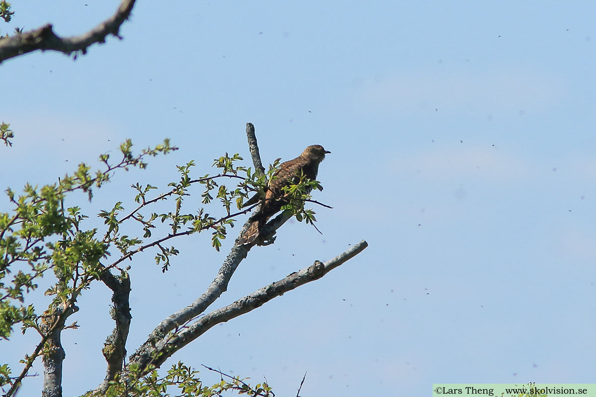 Gök, Cuculus canorus