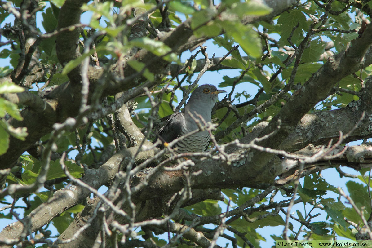 Gök, Cuculus canorus