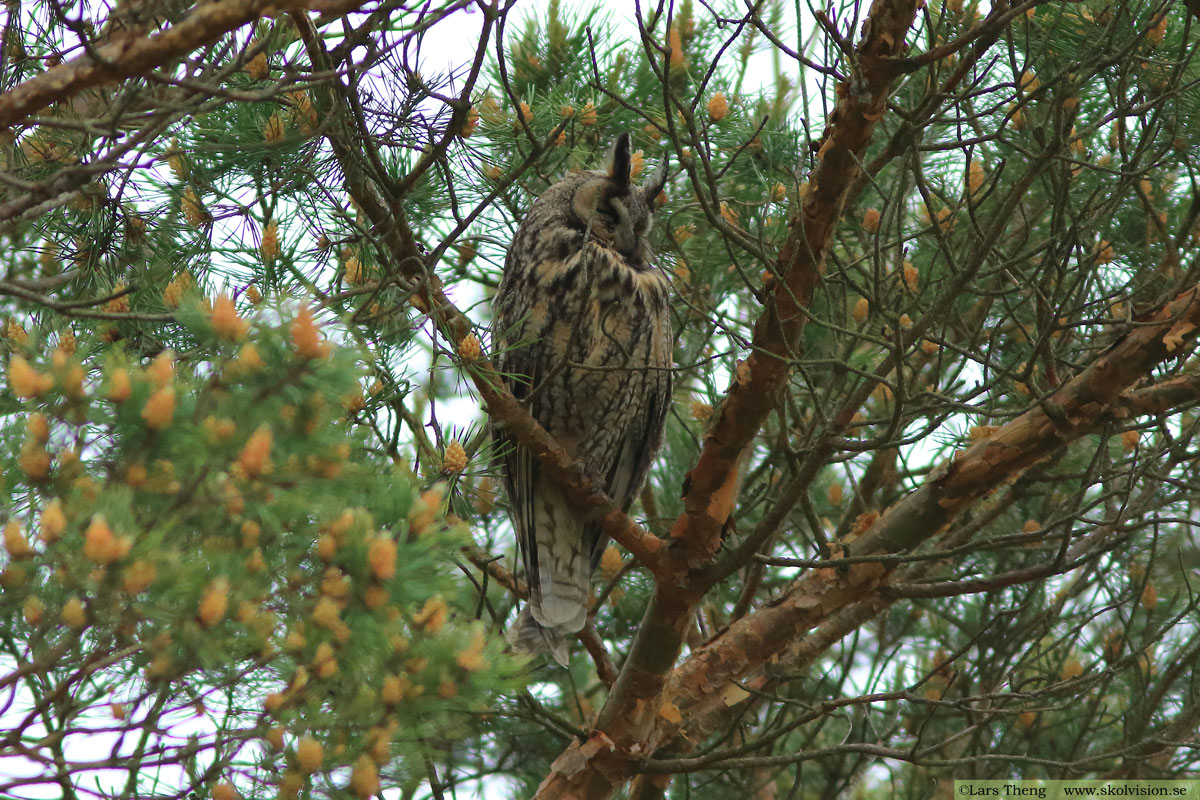 Nattskärra, Caprimulgus europaeus