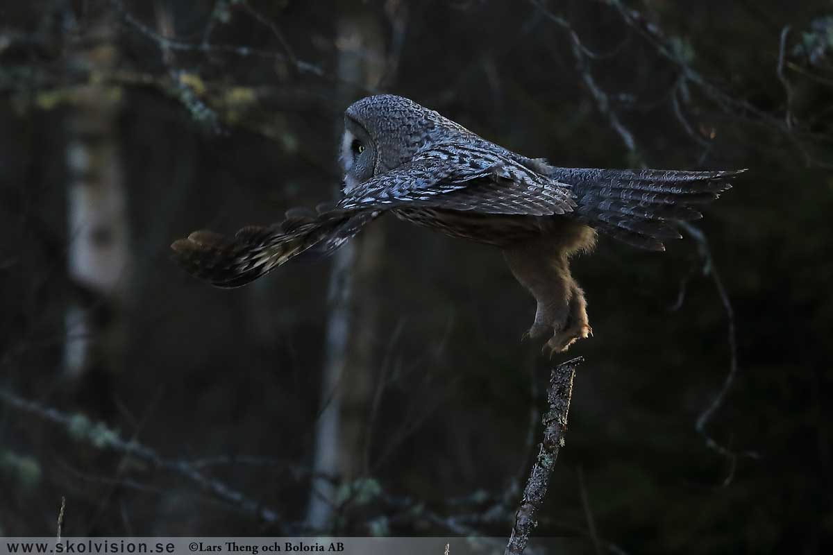 Lappuggla, Strix nebulosa