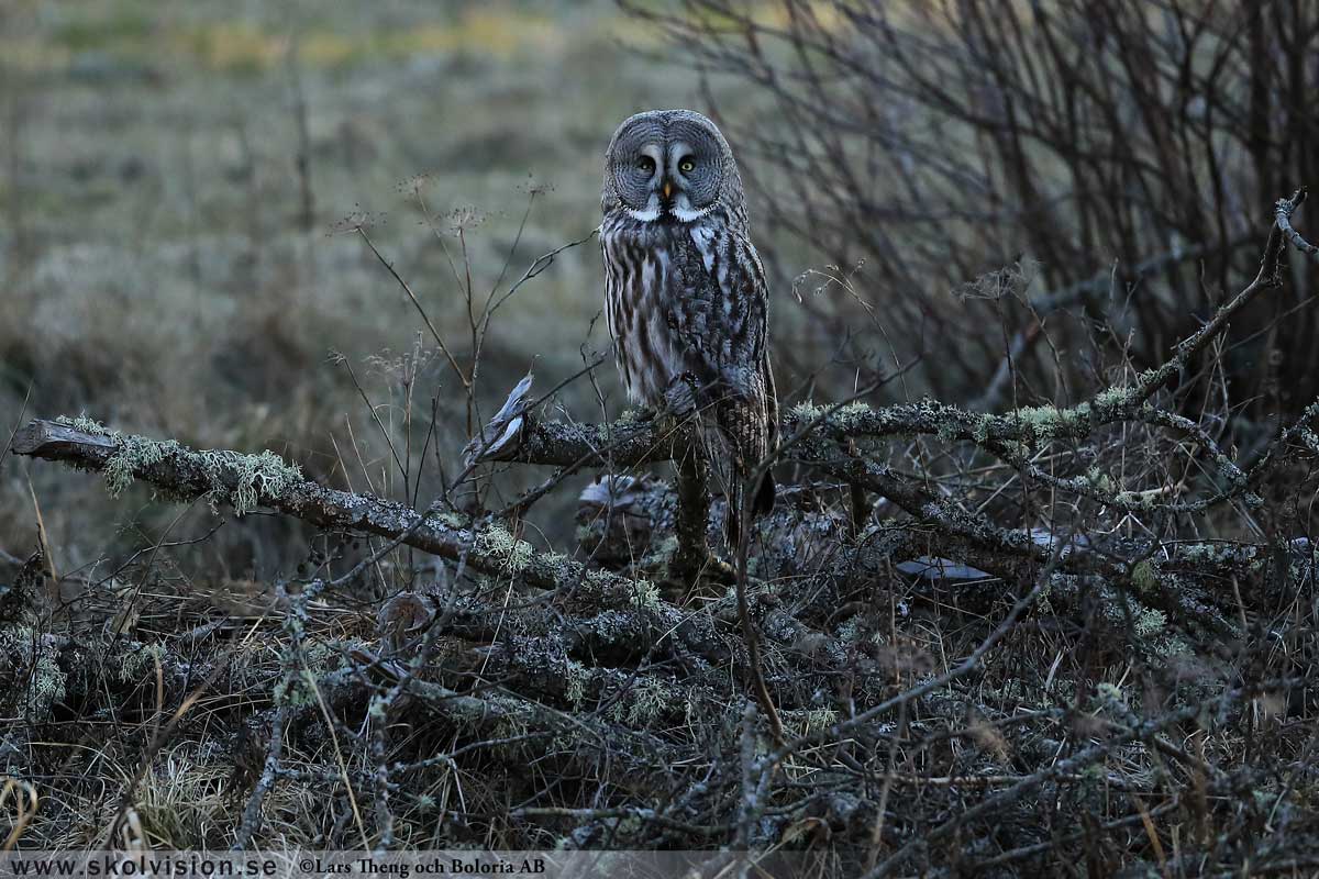 Lappuggla, Strix nebulosa