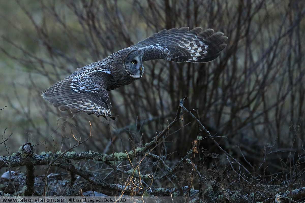 Lappuggla, Strix nebulosa