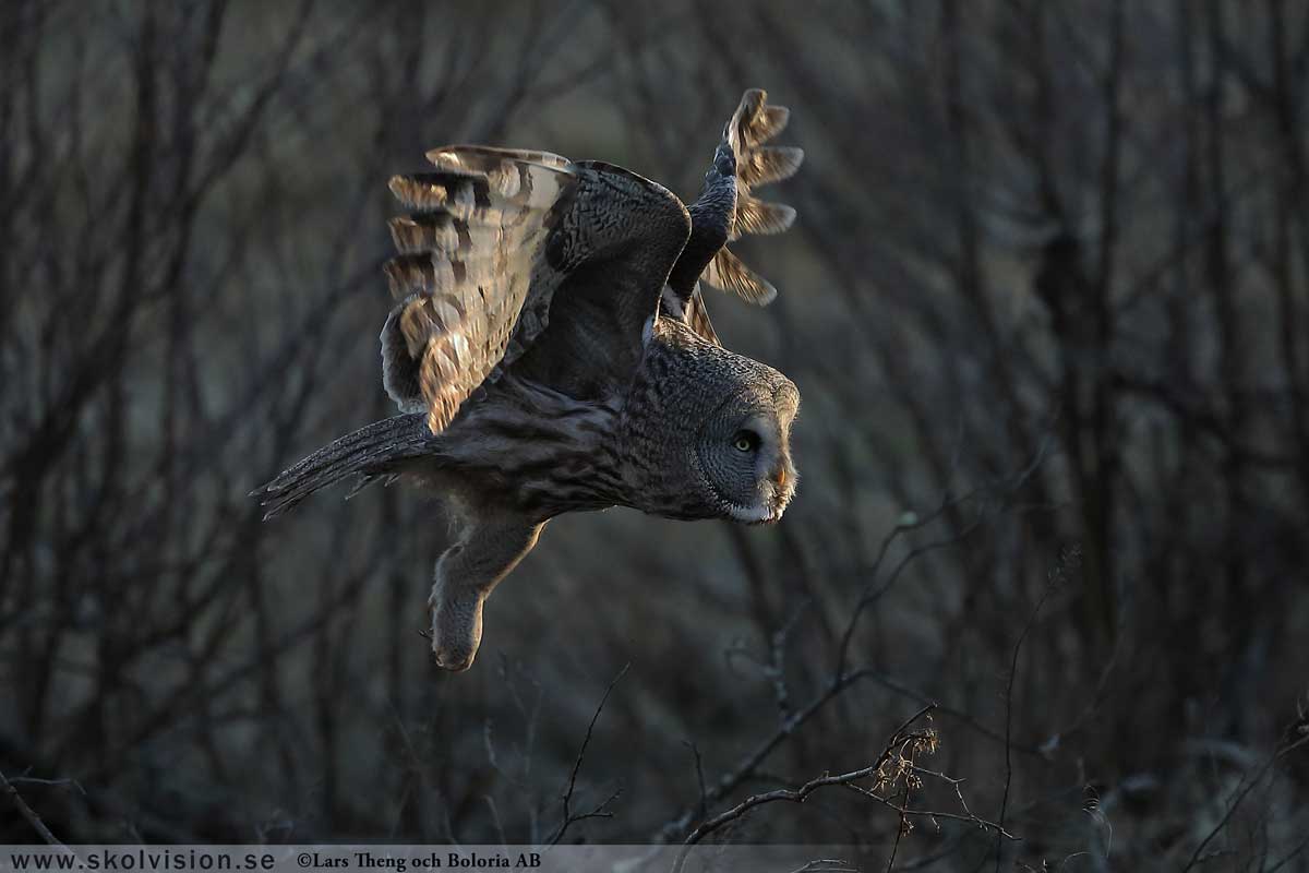 Lappuggla, Strix nebulosa