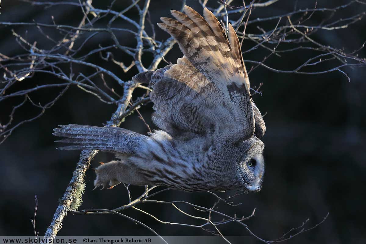 Lappuggla, Strix nebulosa