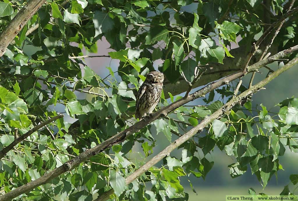 Minervauggla, Athene noctua