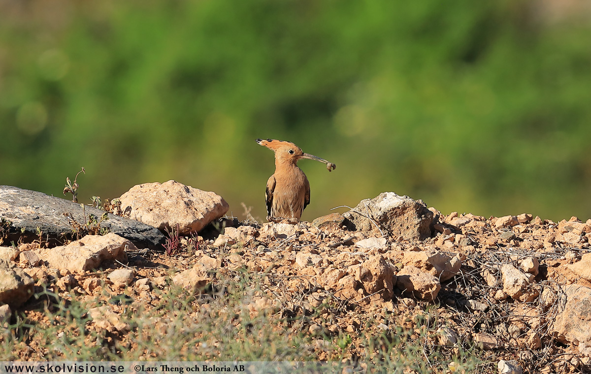 Tornseglare, Apus apus