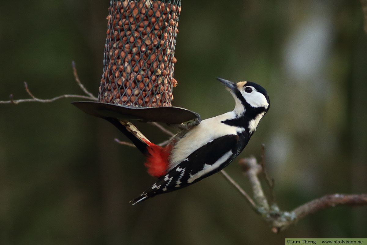 Tornseglare, Apus apus