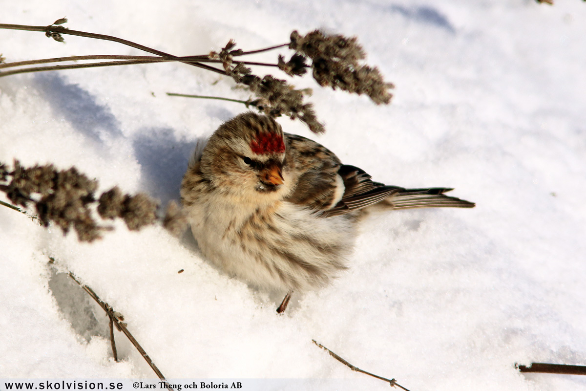 Steglits, Carduelis carduelis