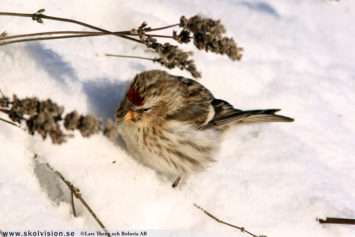 Steglits, Carduelis carduelis