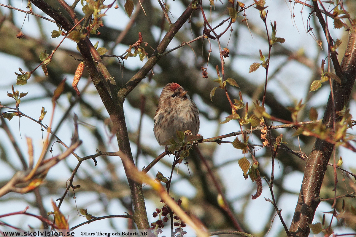 Steglits, Carduelis carduelis