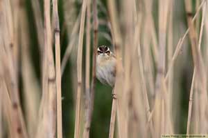 Sävsångare, Acrocephalus schoenobaenus