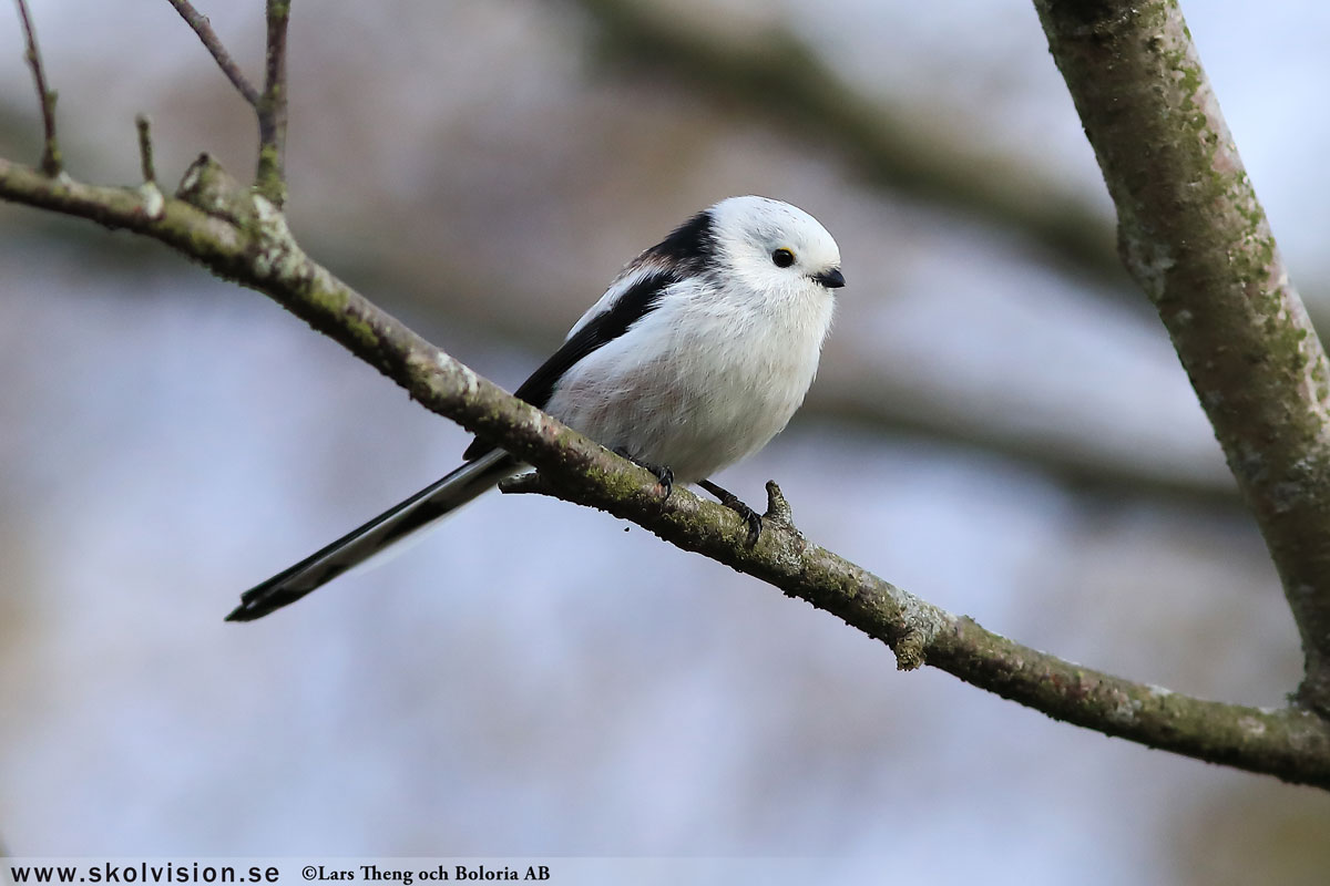 Sävsångare, Acrocephalus schoenobaenus