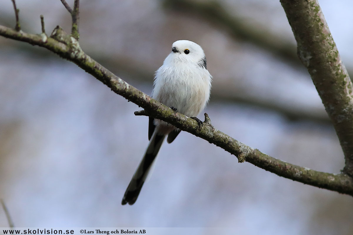 Sävsångare, Acrocephalus schoenobaenus