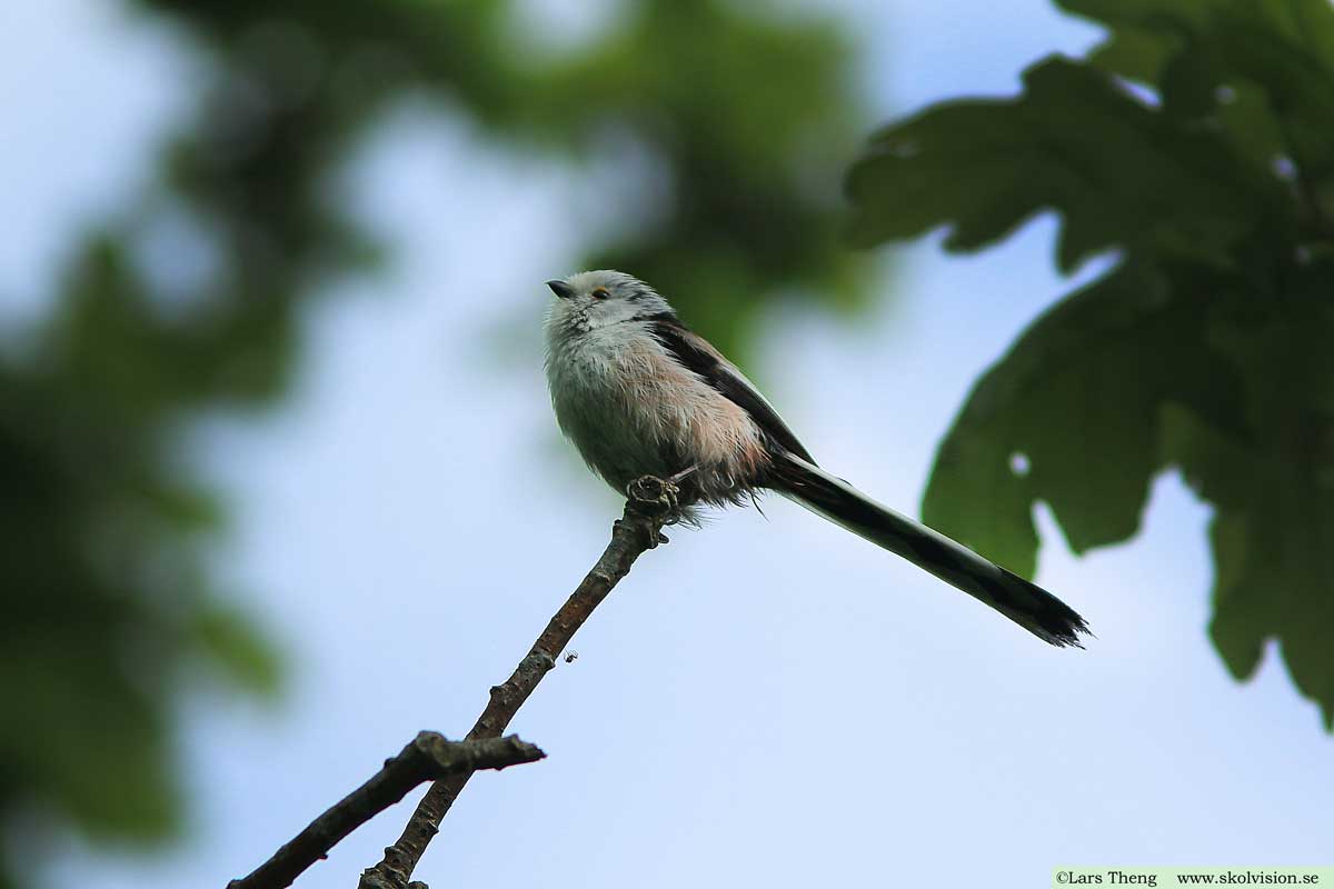 Sävsångare, Acrocephalus schoenobaenus