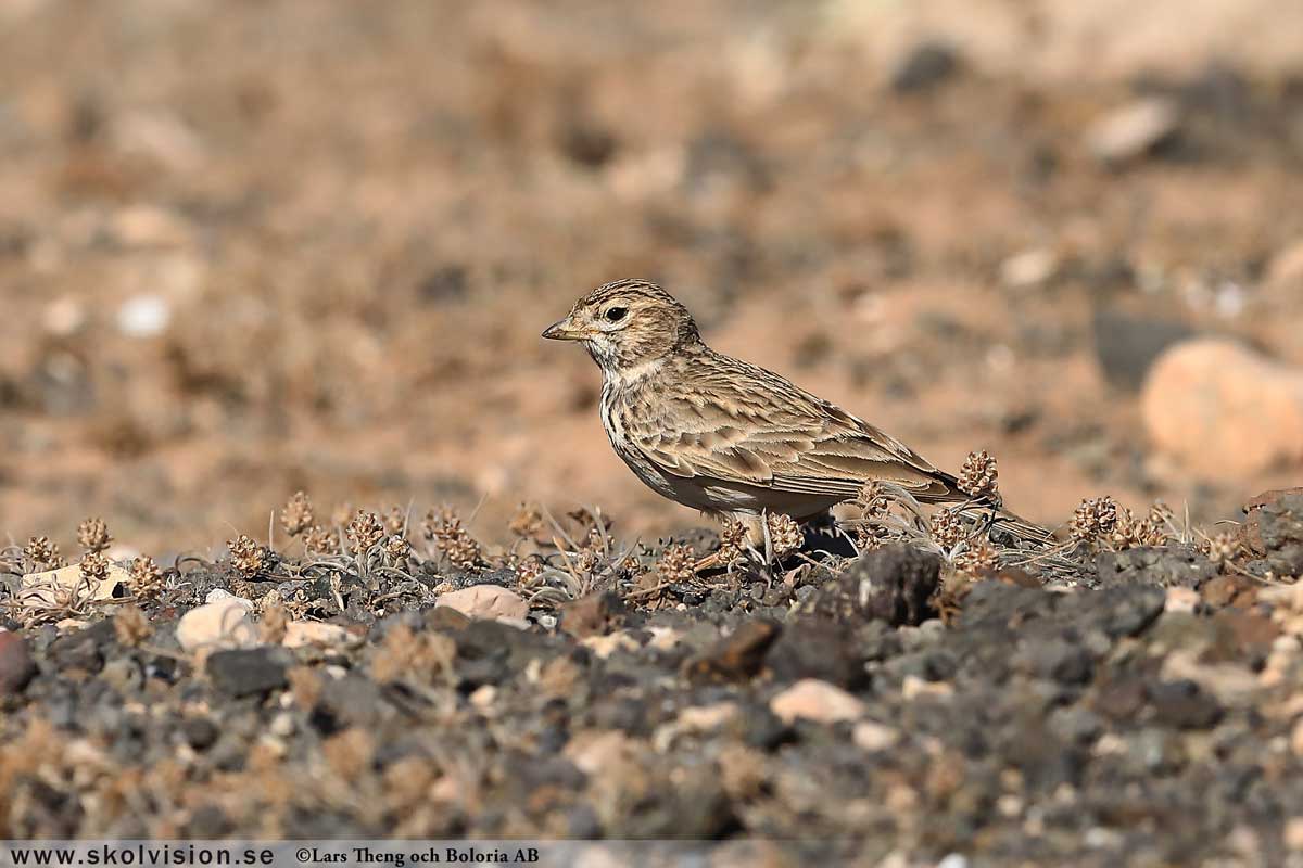 Sånglärka, Alauda arvensis