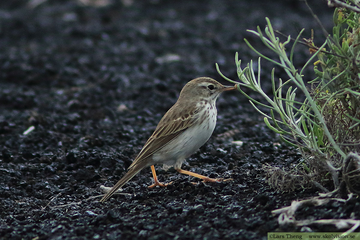 Ängspiplärka Anthus pratensis