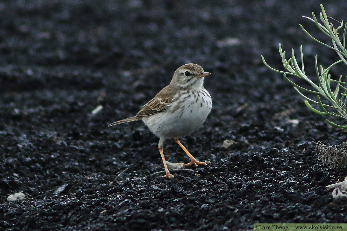 Ängspiplärka Anthus pratensis