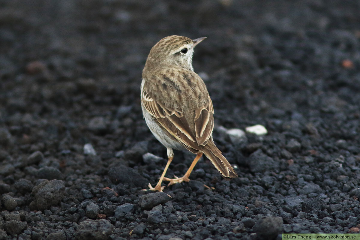 Ängspiplärka Anthus pratensis