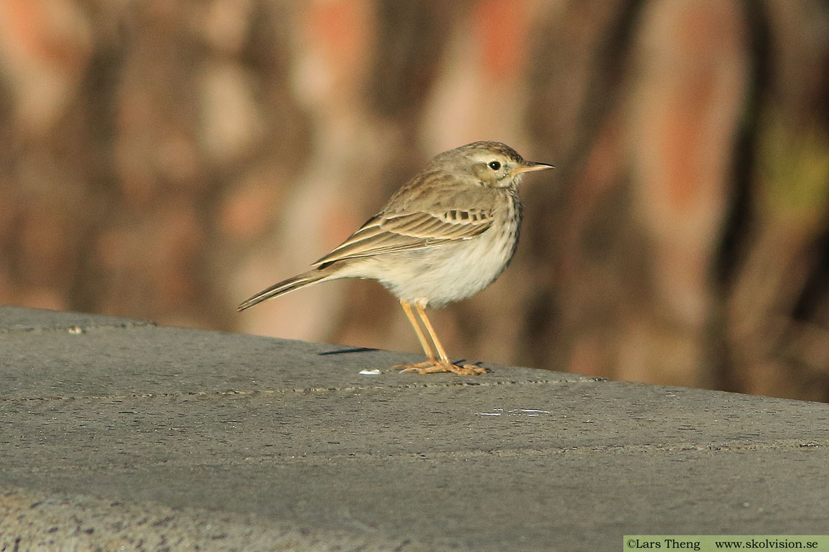 Ängspiplärka Anthus pratensis