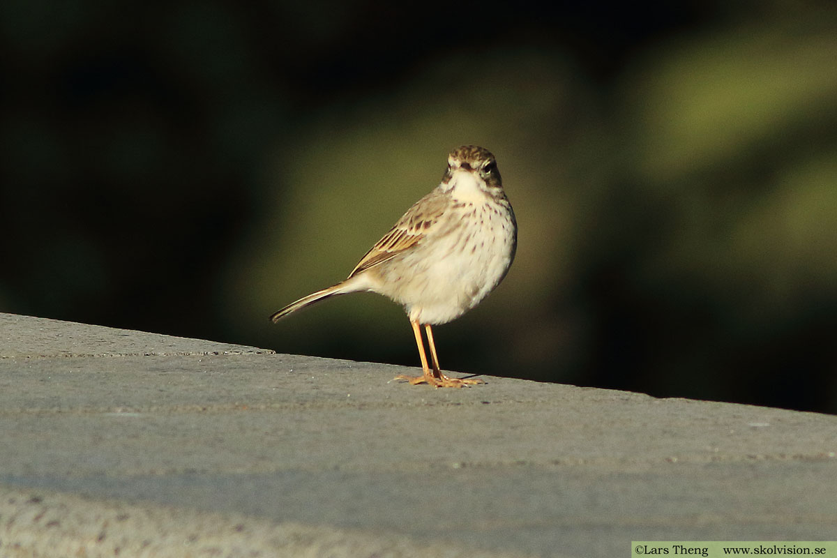 Ängspiplärka Anthus pratensis