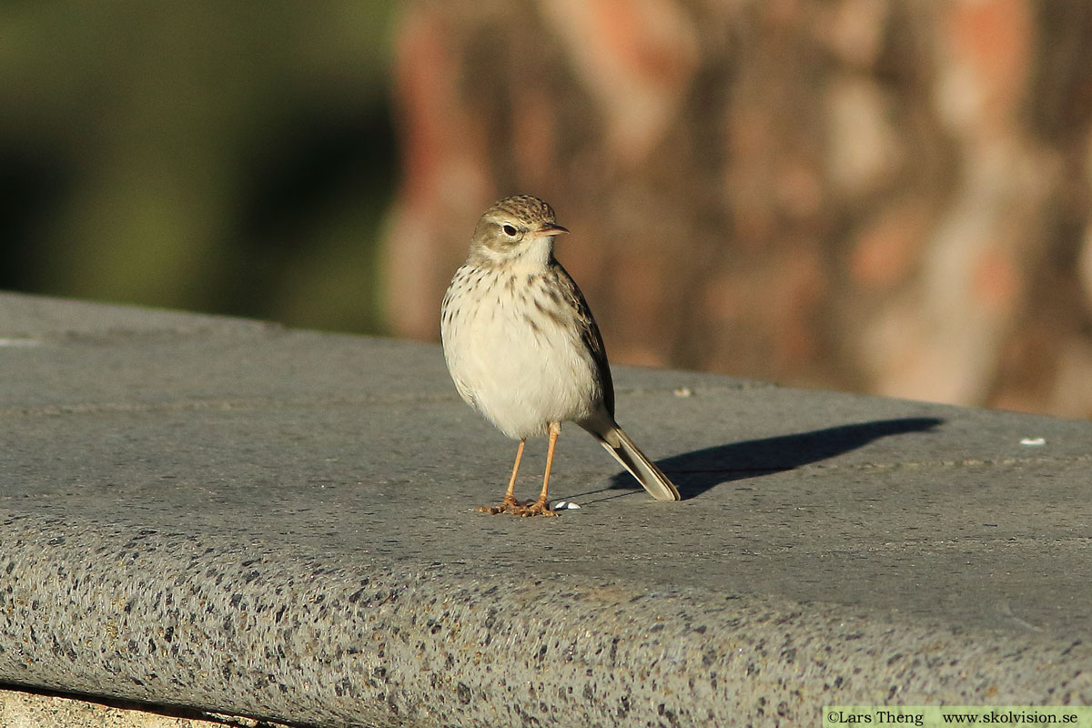 Ängspiplärka Anthus pratensis