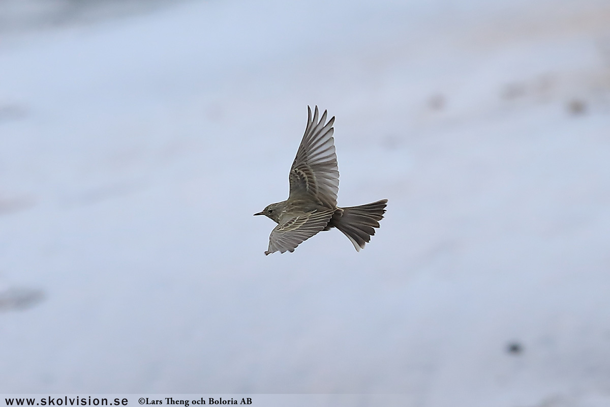 Sidensvans, Bombycilla garrulus