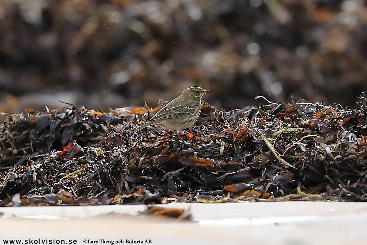 Sidensvans, Bombycilla garrulus